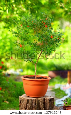 potted pomegranate plant on colorful background, outdoors