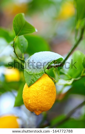 abnormal weather for tropical lemon plant