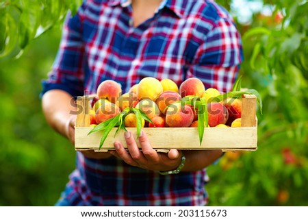 gardener holding a crate of summer fruit, ripe peaches