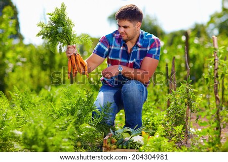 farmer harvesting carrots in vegetable garden