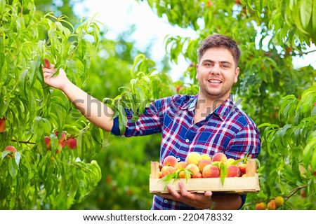 young man, gardener harvesting peaches in fruit garden