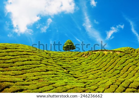 beautiful landscape of tea plantation in Cameron Highlands, Malaysia