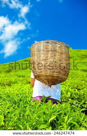 man harvesting tea leaves on plantation