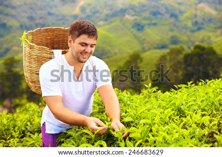 man harvesting tea leaves on plantation