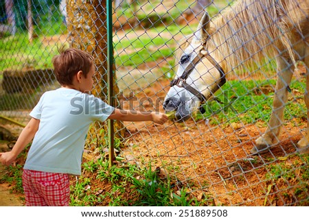 happy boy feeding pony horse through the fence on animal farm