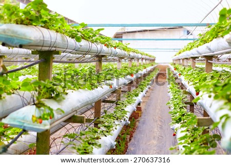 growing strawberries in greenhouse