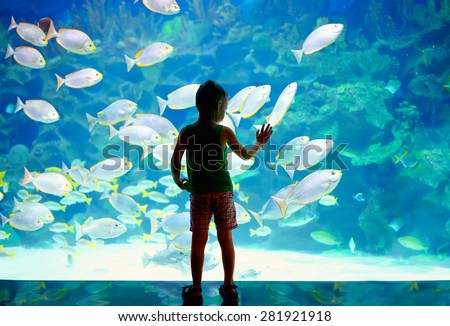 little boy, kid watching the shoal of fish swimming in oceanarium