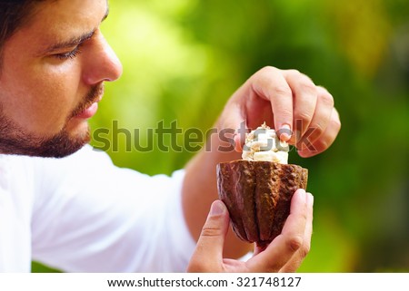 man taking out beans from open cocoa pod