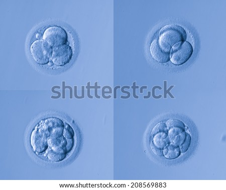 human cells egg