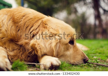 Golden Retriever dog lying down in a meadow on a sunny summer\'s day. Golden Retriever\'s make wonderful family pets.