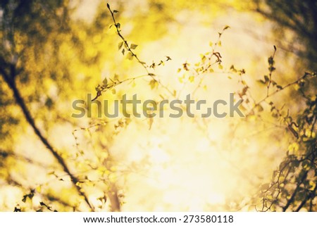 Abstract natural background, forest trees. nature green wood sunlight backgrounds.Green birch leaves, bright sun, spring nature background, vintage style
