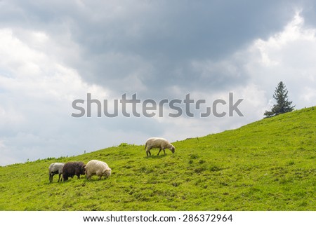 Sheep grazing on the slopes of Ukrainian Carpathians