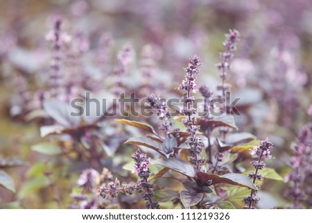 Purple Basil Faded into background being grown organically