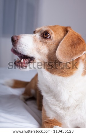 Mixed breed Beagle dog with mouth open and healthy teeth