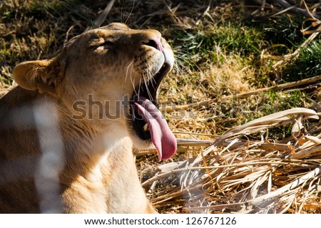 Lioness with her mouth wide open and tongue out