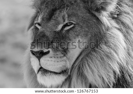 Male Lion in all of his glory black and white portrait