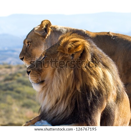 Male Lion in all of his glory