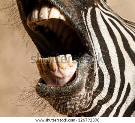 Closeup picture of a Zebra\'s teeth mouth wide open