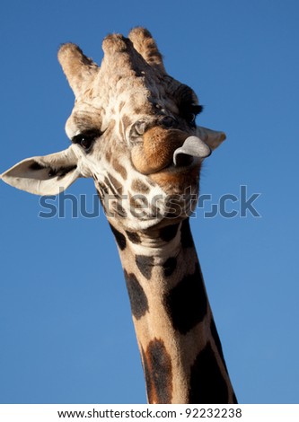 A Giraffe against a Blue Sky with it\'s tongue curled out