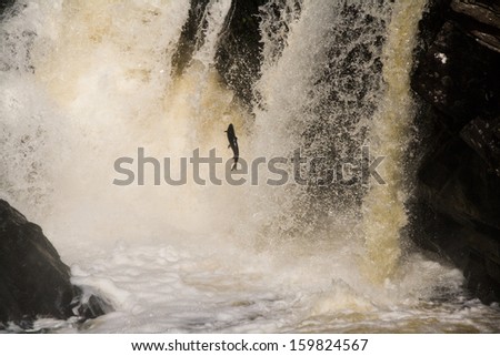 Jumping salmon, Scotland