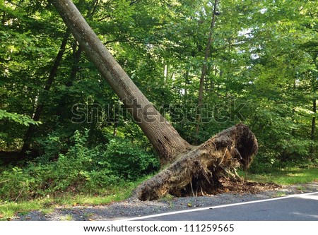 Falling Storm Tree after a Windy Storm in Maryland, USA