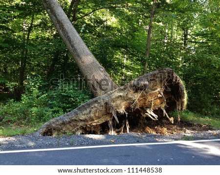 Falling Storm Tree after a Derecho Storm in Maryland, USA