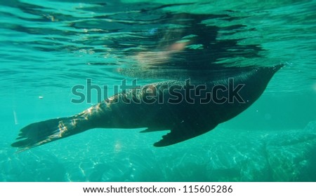 Sea Lion Swimming Underwater