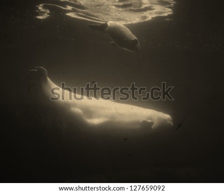 Baby Beluga, and Beluga Whale Mom Swimming Underwater
