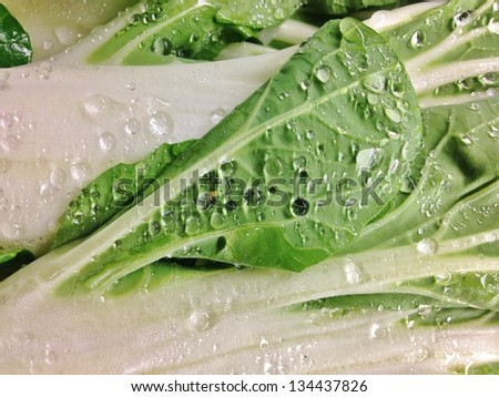 Green Bok Choy Leafy Vegetable with Water Drops Background