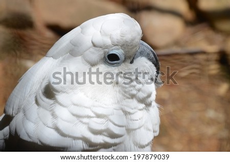 White Bird\'s Head Background