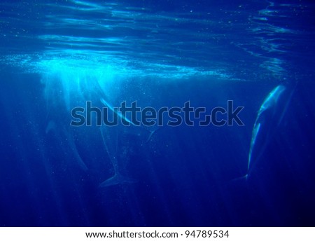 Dolphins Silhouettes Underwater in a Deep Blue Water