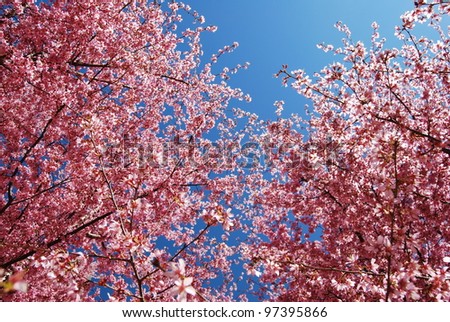 Pink Cherry Blossom Tree Branches, and a Deep Blue Sky