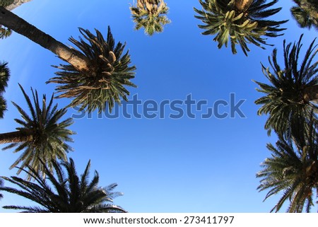 Palm trees all a round