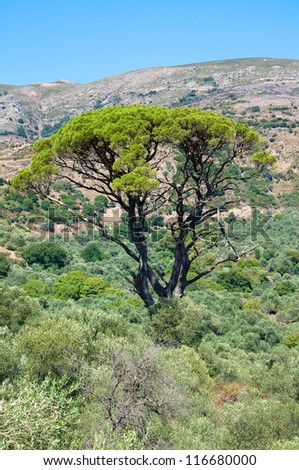 A beautiful tall tree surrounded by olive trees in the mountains of Crete