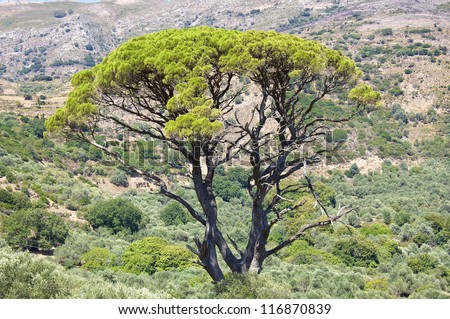 A beautiful tall tree surrounded by olive trees in the mountains of Crete
