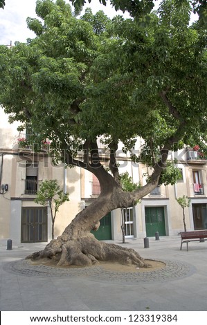 Placa del Prim Barcelona. A Plaza with big  trees in Poblenou, a district of Barcelona
