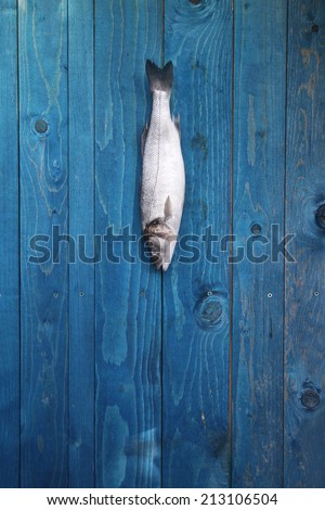 fresh raw fish hanging on a blue wooden fence on a fishing hook - Bass, European seabass, lubin, brancin, smudut, Wolfbarsch, Meerbarsch