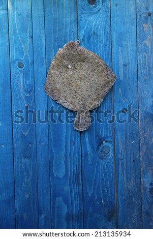 fresh raw fish hanging on a blue wooden fence on a fishing hook - Turbot, Dornbute, Steinbutt, romb, rumba, plat
