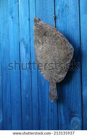 fresh raw fish hanging on a blue wooden fence on a fishing hook - Turbot, Dornbute, Steinbutt, romb, rumba, plat
