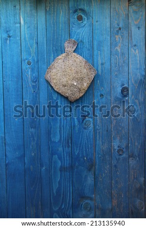 fresh raw fish hanging on a blue wooden fence on a fishing hook - Turbot, Dornbute, Steinbutt, romb, rumba?, plat