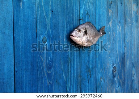 fish - raw fish hanging on a blue wooden fence - Goldfish, gilthead, sea bream