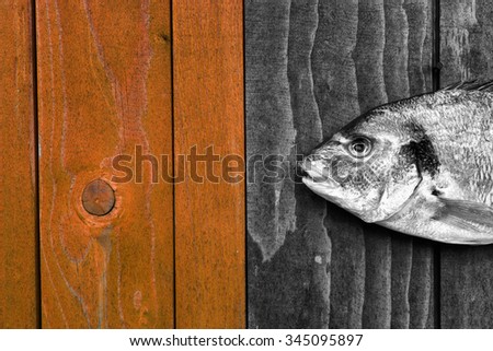 fish - raw fish hanging on a wooden fence - Goldfish, gilthead, sea bream