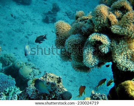 Little yellow fish swiming near corals in deep blue ocean