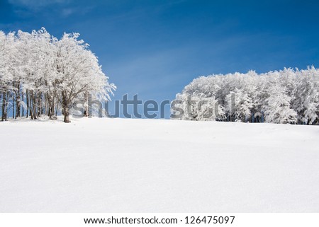 Snow landscape with frozen trees