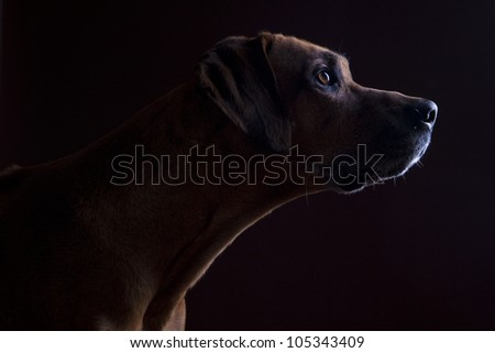 Rhodesian ridgeback male dog 10 years headshot, Closeup, Lowkey