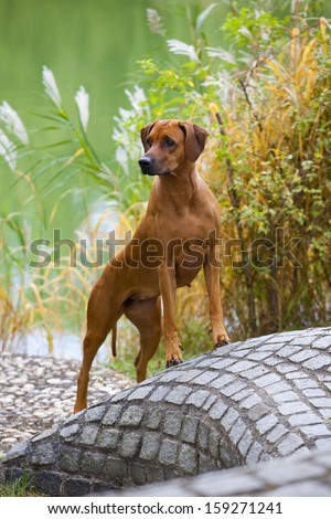 A nice looking black nosed Rhodesian Ridgeback female is standing on a stone wall