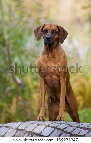 A nice looking black nosed Rhodesian Ridgeback female is standing on a stone wall.