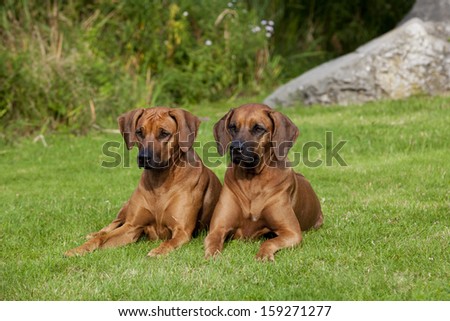 Two nice looking black nosed Rhodesian Ridgeback females are lying in the grass.