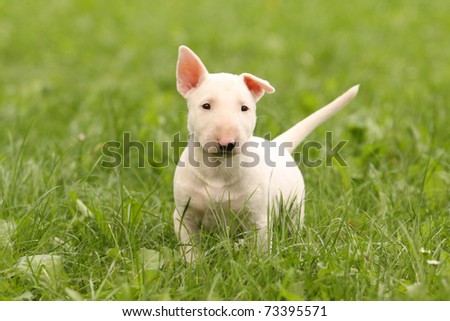 white bull terrier puppy in green grass