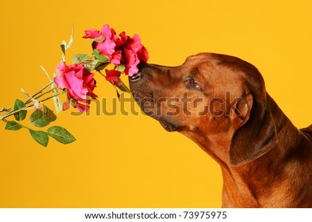dog is sniffing on flower